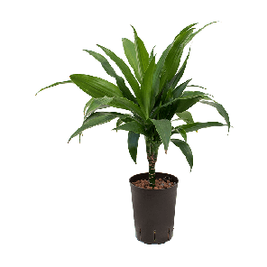 1DRJG1S10.png