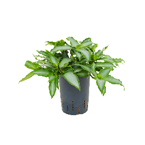 1MUBSBP10.png