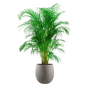 `Palm Areca Large in Balloon M concrete - grijs.png