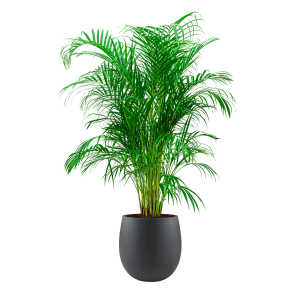 `Palm Areca Large in Balloon M concrete - zwart.png