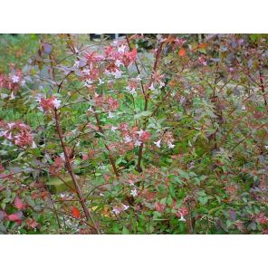 abelia grandiflora.jpg