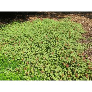 Acaenamicrophylla1.jpg