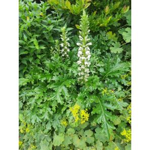Acanthus hun. White Lips.jpg