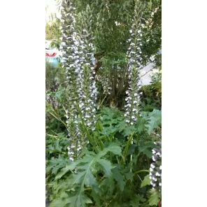 Acanthus Mollis.jpg
