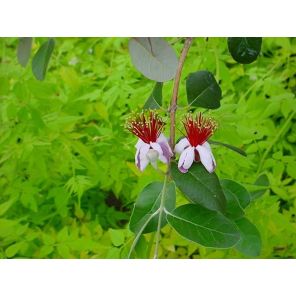Acca sellowiana m.jpg