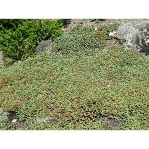Aceanamagellanica1.jpg