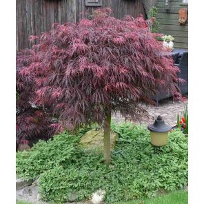 acer-palmatum-garnet-sfeer_d77b8c.jpg