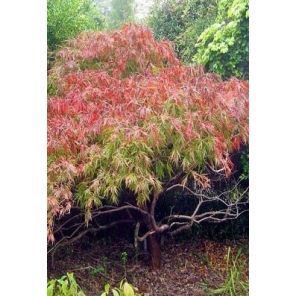 acer-palmatum-phoenix-sfeer_91e293.jpg