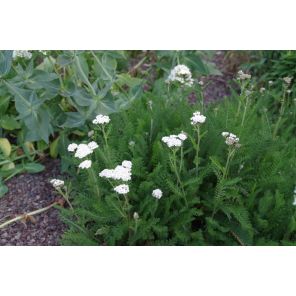 Achillea White Beauty.jpg