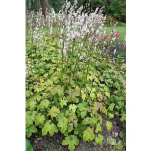 Actaea jap. Cheju-do.jpg