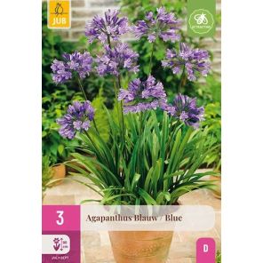 agapanthus blauw.jpg