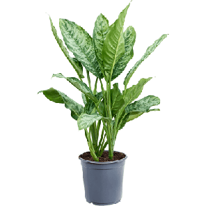 Aglaonema Chantal m.png