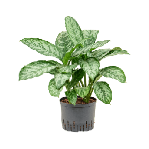 aglaonema chantal.png