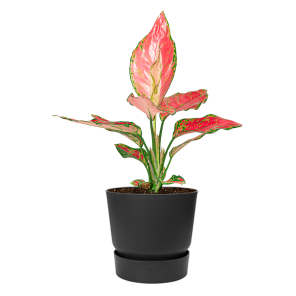 Aglaonema Cherry Baby in Elho Greenville pot - antraciet .png