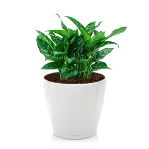 Aglaonema maria in watergevende pot classico wit.png