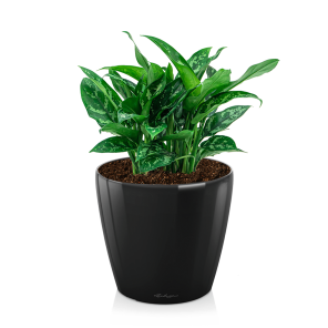 Aglaonema maria in watergevende pot classico zwart.png