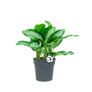 Aglaonema silver moon 1(2).png