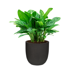 Aglaonema Stripes in Capi Urban Smooth 35 dm - zwart _1.png