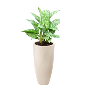 Aglaonema Stripes in Elho June Round Wit.png
