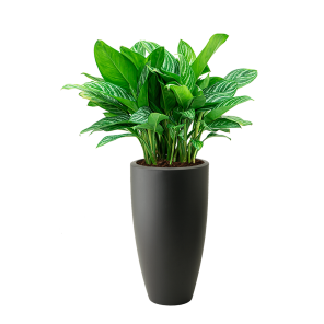 Aglaonema Stripes in Elho Pure soft hoog rond - antraciet _1.png