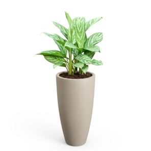 Aglaonema Stripes in June Round Beige.png
