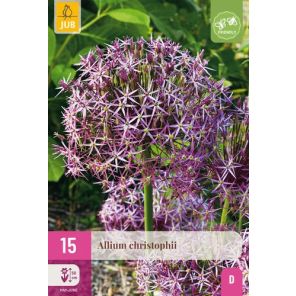 allium christophii.jpg