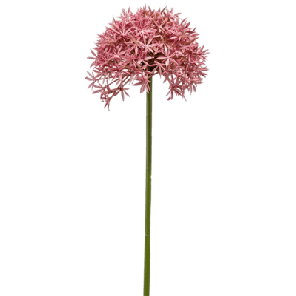 allium roze.png