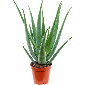 Aloë Vera XL.png