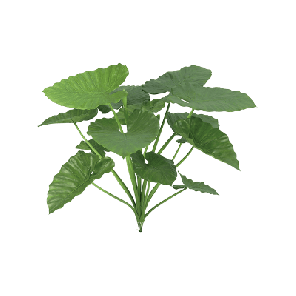 Alocasia Calidora bush.png