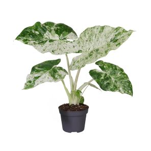 alocasia variegata.jpg