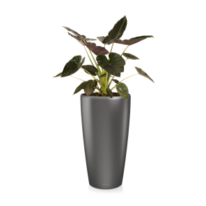 Alocasia Wentii large in watergevende pot Rondo M lechuza - antraciet.png