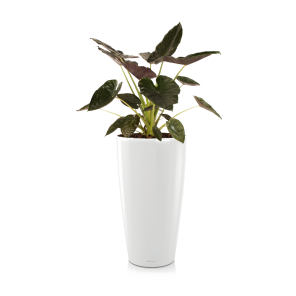 Alocasia Wentii large in watergevende pot Rondo M lechuza - wit.png