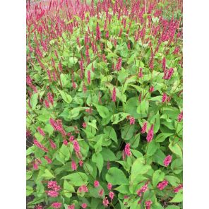 amplexicaulis.jpg