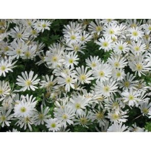 Anemone blanda 'White Splendour.jpg