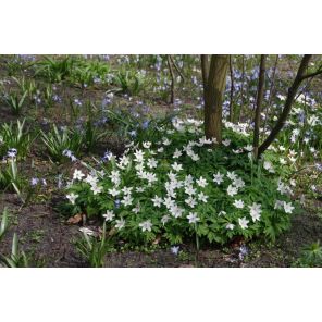 Anemone sylvestris.jpg