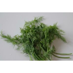 Anethum Graveolens.jpg