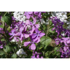 annua.jpg