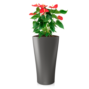 Anthurium rood large in watergevende delta m antraciet.png
