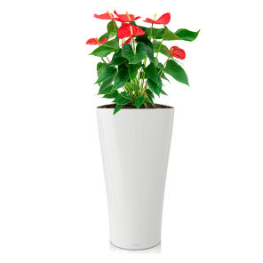 Anthurium rood large in watergevende delta m wit.png