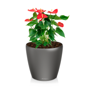 Anthurium rood medium in watergevende classico S - antraciet.png