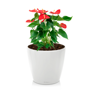 Anthurium rood medium in watergevende classico S - wit.png