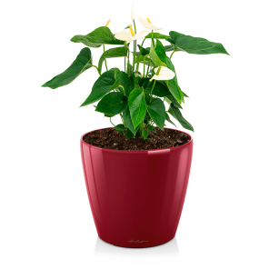 Anthurium wit medium in watergevende classico S - rood.png