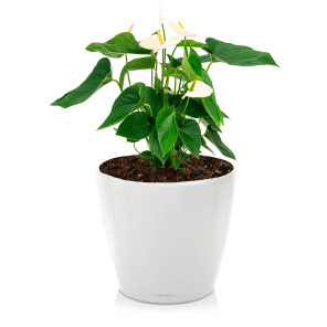 Anthurium wit medium in watergevende classico S - wit.png