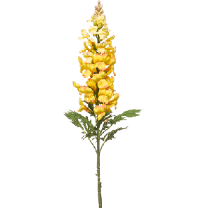 antirrhinum geel.png