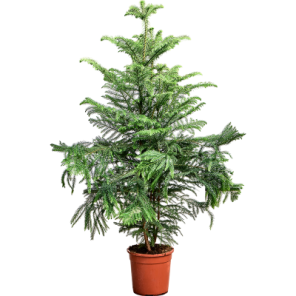 araucaria heterophylla l.png