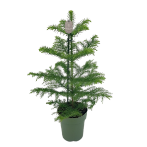 araucaria heterophylla.png