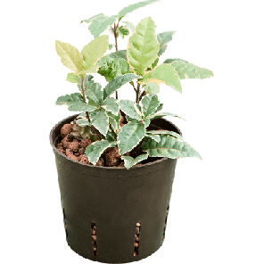 ardisia variegata.png