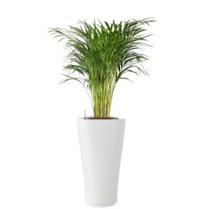 areca-delta-pot-wit_65d48c.jpg