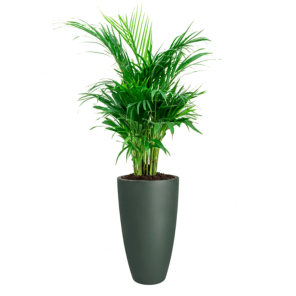 Areca in Elho June Round Groen.png