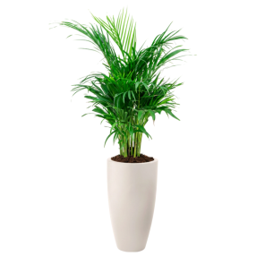 Areca in June Round wit.png